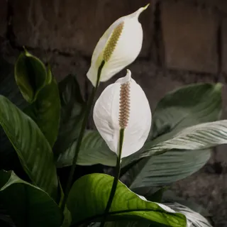 Peace Lily