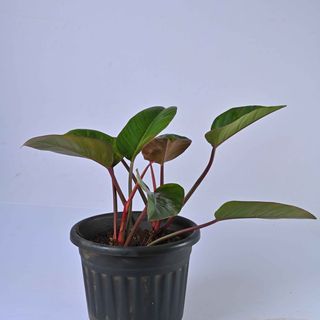 Philodendron Red Leaf