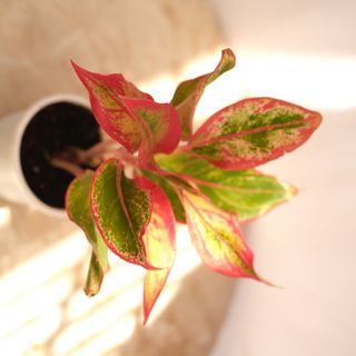 Aglaonema Crete