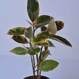 Ficus Elastica Variegata Medium