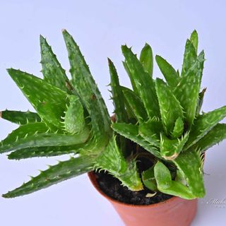 Tiger Tooth Aloe