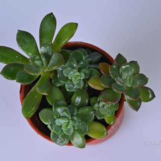 Sedum Blue