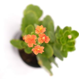 Kalanchoe