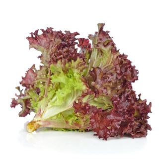 Red Coral Lettuce (~150g)