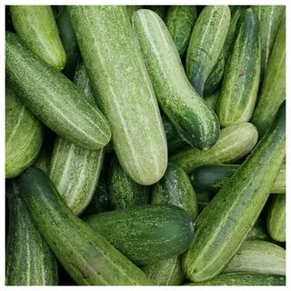 Cucumber