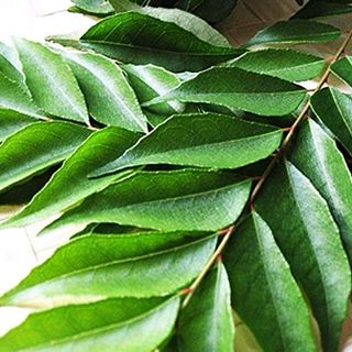 Curry Leaves - karuveppilai