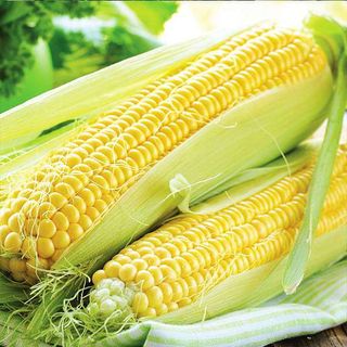 Sweet Corn